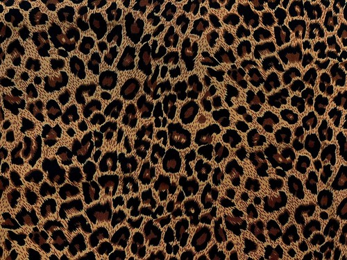 Leopard pattern animal - leopard,